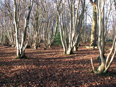 Obr. 2: Tradiční střední les (Foto: Evelyn Simak / Wikipedia Commons)