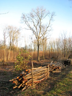 Obr. 3: Těžba palivového dřeva ve středním lese (Foto: Evelyn Simak / Wikipedia Commons)