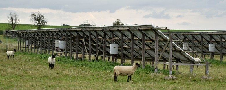 Dřevěná konstrukce vlastní výroby na elektrárně v Myštěvsi. „Sekání trávy“ pod fotovoltaikou obstarává stádo ovcí.