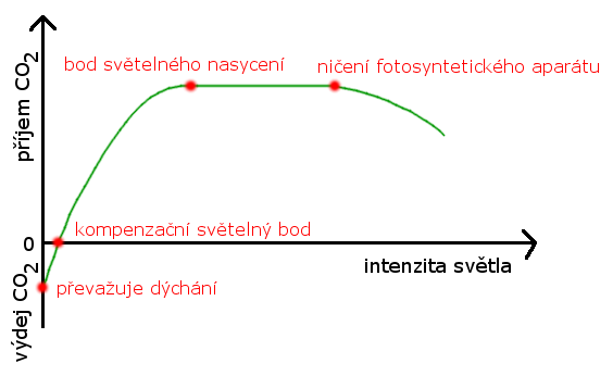 Svteln kivka fotosyntzy – zvislost rychlosti fotosyntzy na intenzit svtla. Zdroj: Wikipedie